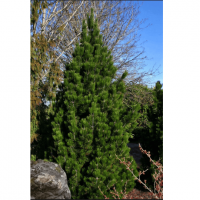 Сосна білокора 'Emerald Arrow'